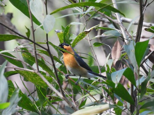 Spectacled Monarch (Symposiachrus trivirgatus), photo 2