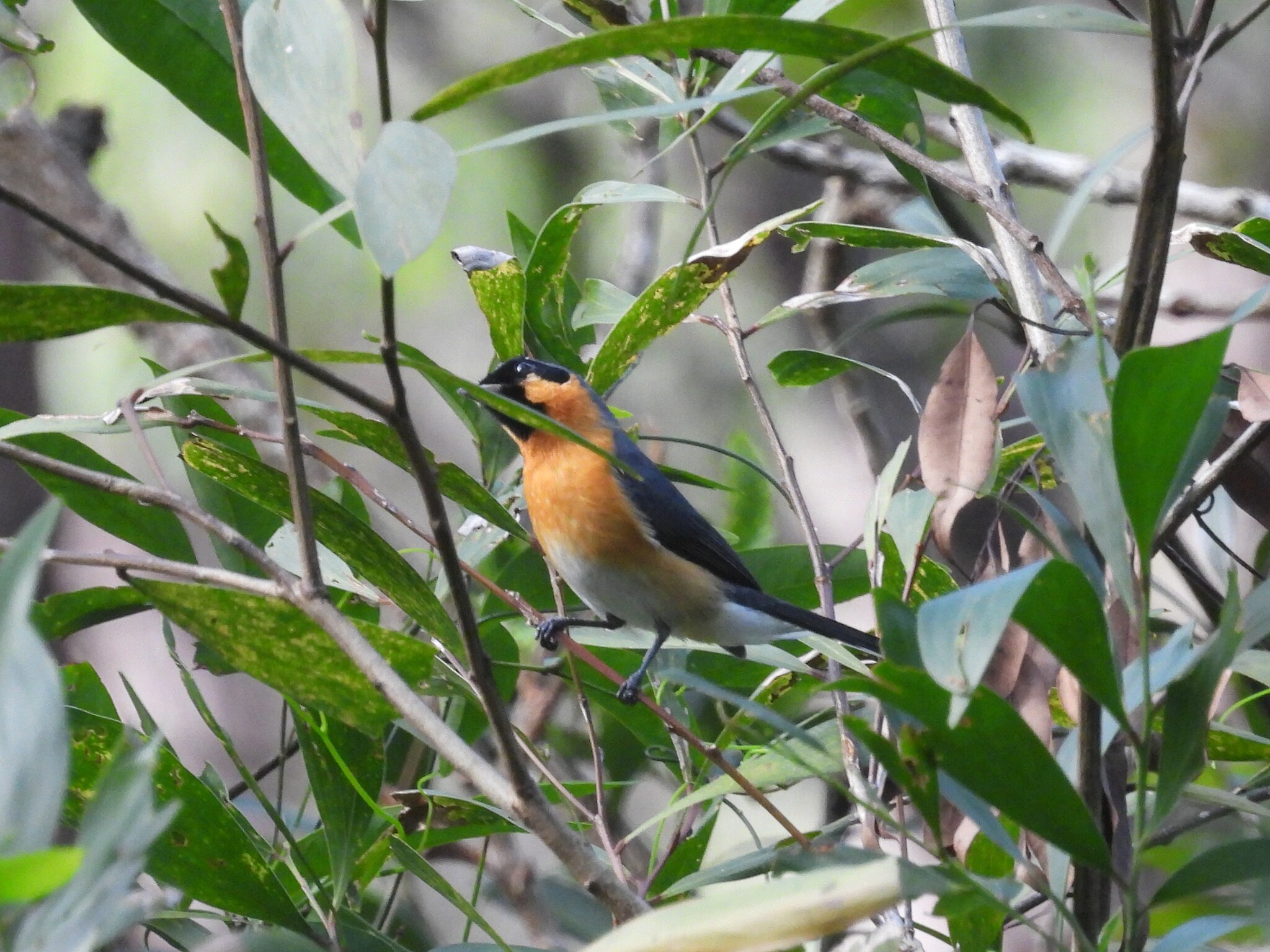 Spectacled Monarch (Symposiachrus trivirgatus), photo 2