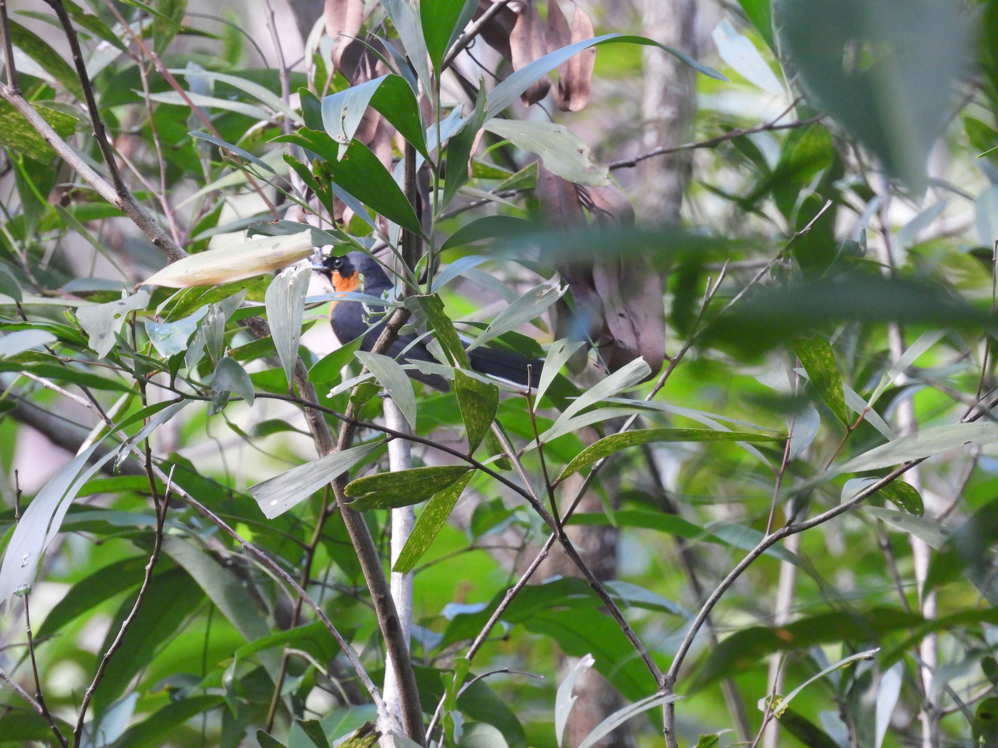 Spectacled Monarch (Symposiachrus trivirgatus), photo 3
