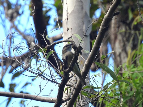 Grey Whistler (Pachycephala simplex)