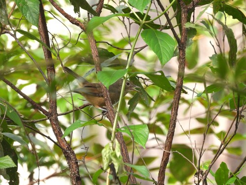 Little Shrikethrush (Colluricincla megarhyncha), photo 4