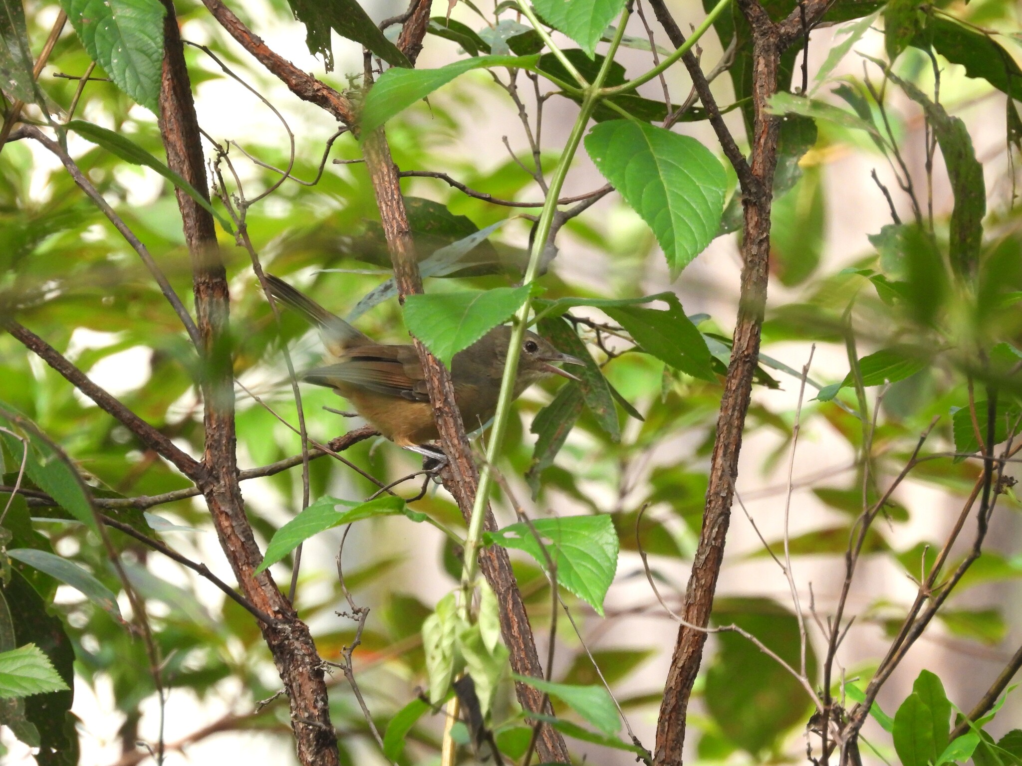 Little Shrikethrush (Colluricincla megarhyncha), photo 5