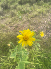Verbesina encelioides, recorded flowering