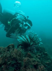 Lionfish