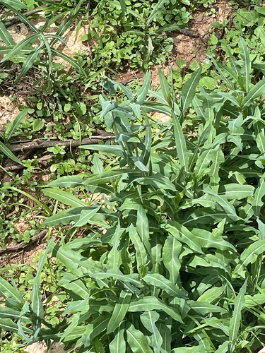 Lactuca sativa observed 2026-04-04