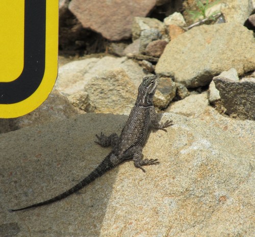 Mountain Spiny Lizard