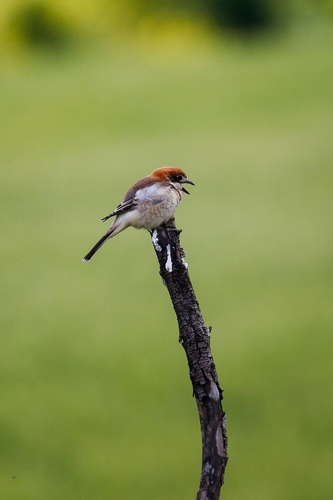 Woodchat Shrike