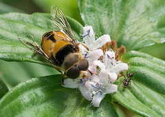 Palpada pusilla