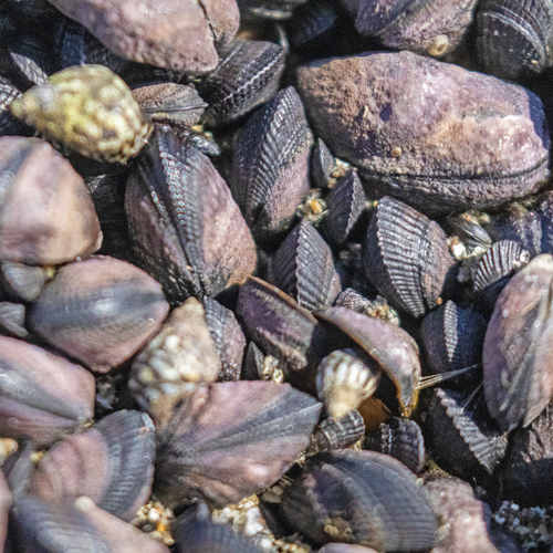 Brachidontes adamsianus, 2026-04-01