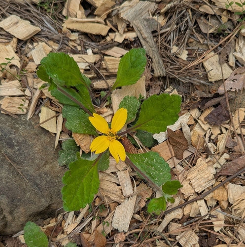 Carolina green-and-gold (Chrysogonum repens)