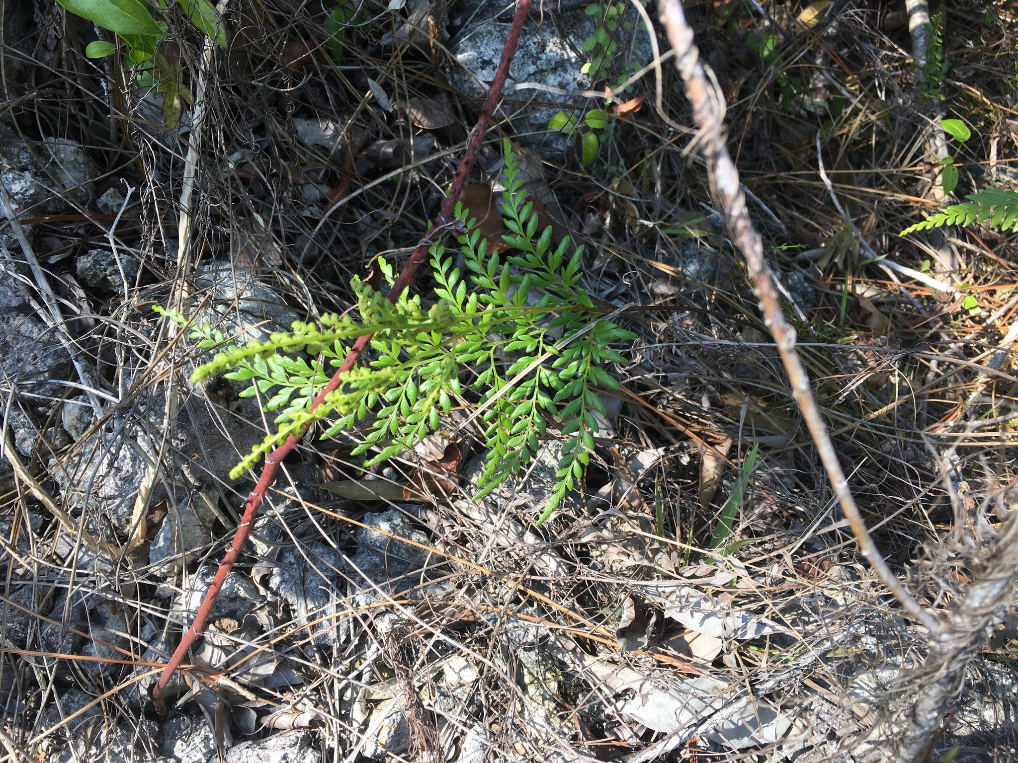 Pine Fern (Anemia adiantifolia)