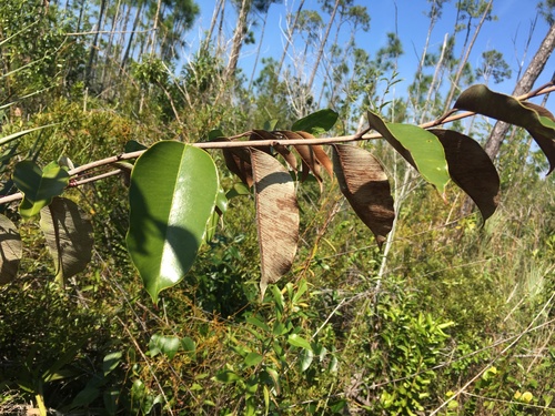Satinleaf (Chrysophyllum oliviforme)