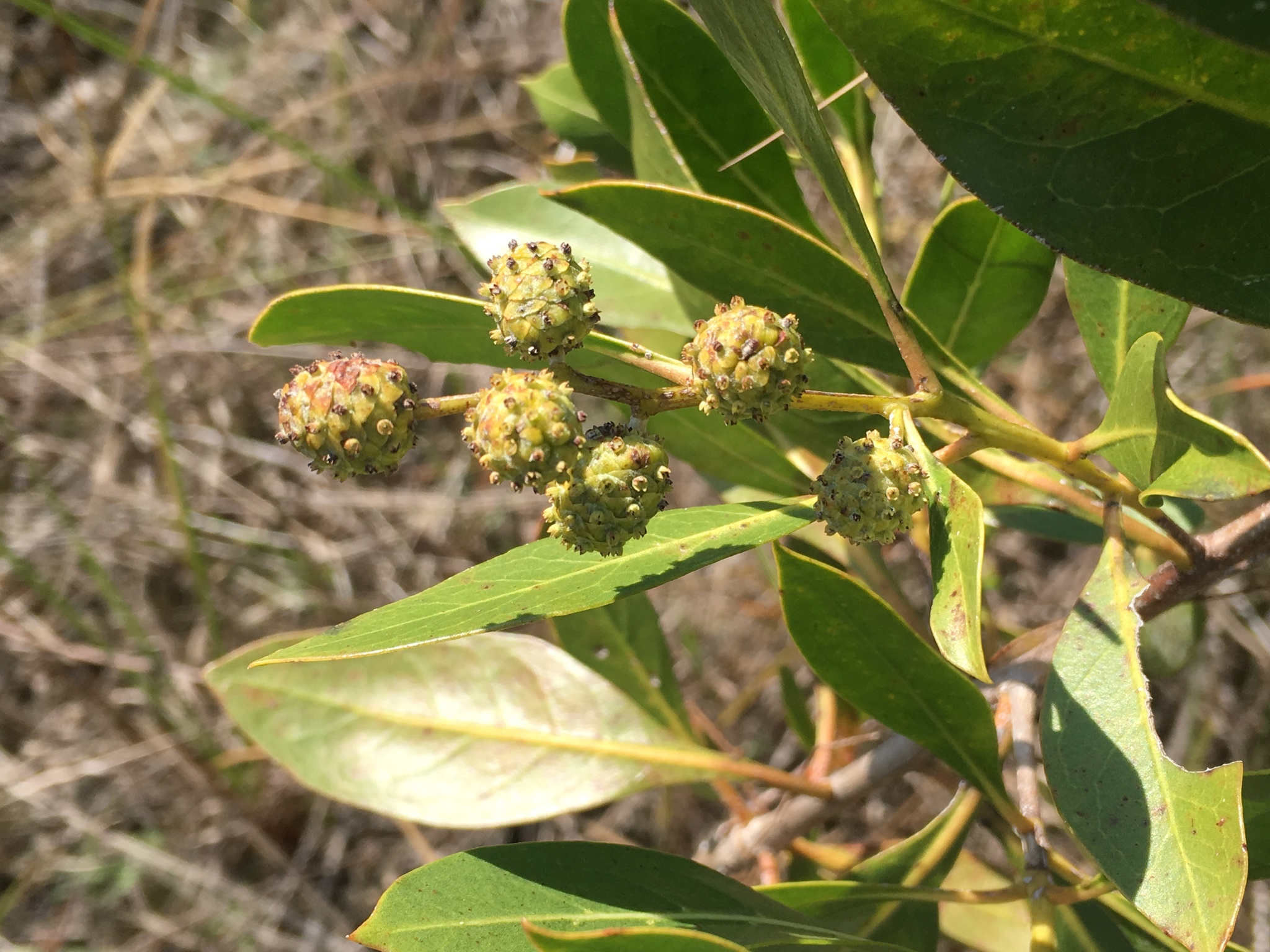 Button Mangrove (Conocarpus erectus)
