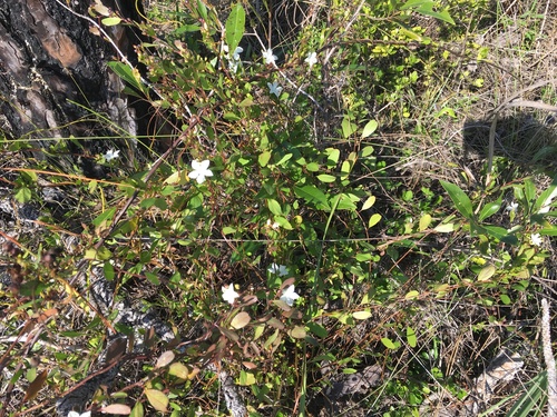 Pineland Jacquemontia (Jacquemontia curtissii)
