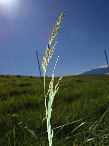 Lolium arundinaceum observed 2026-04-04