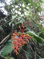 Palicourea thyrsiflora