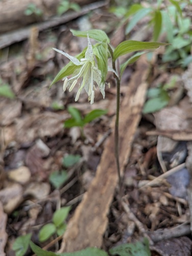 Prosartes maculata, photograph 5