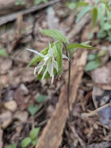 Prosartes maculata, photograph 6