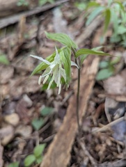 Prosartes maculata, photograph (c) Alina Martin, some rights reserved (CC BY)