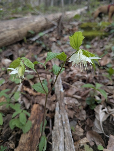 Prosartes maculata, photograph 4