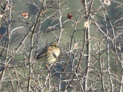 Emberiza cirlus