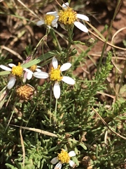 Phymaspermum parvifolium
