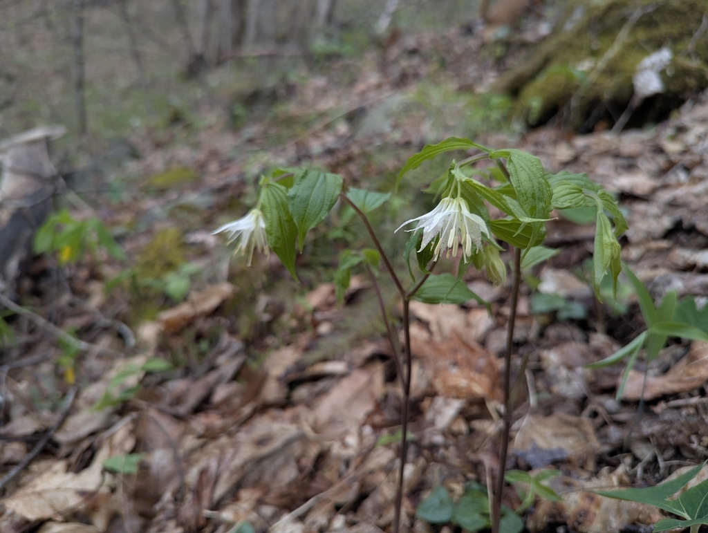 Prosartes maculata; photograph (c) Alina Martin, some rights reserved (CC BY)