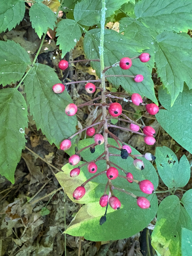 Louis's baneberry (Actaea ×)