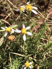 Phymaspermum parvifolium