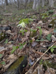 Prosartes maculata