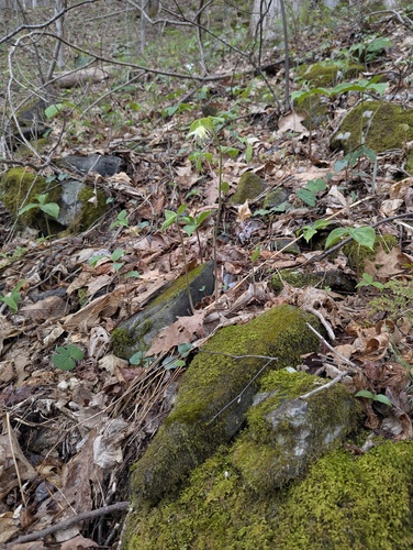 Prosartes maculata, photograph 2