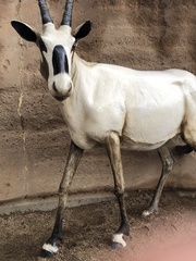 Oryx leucoryx