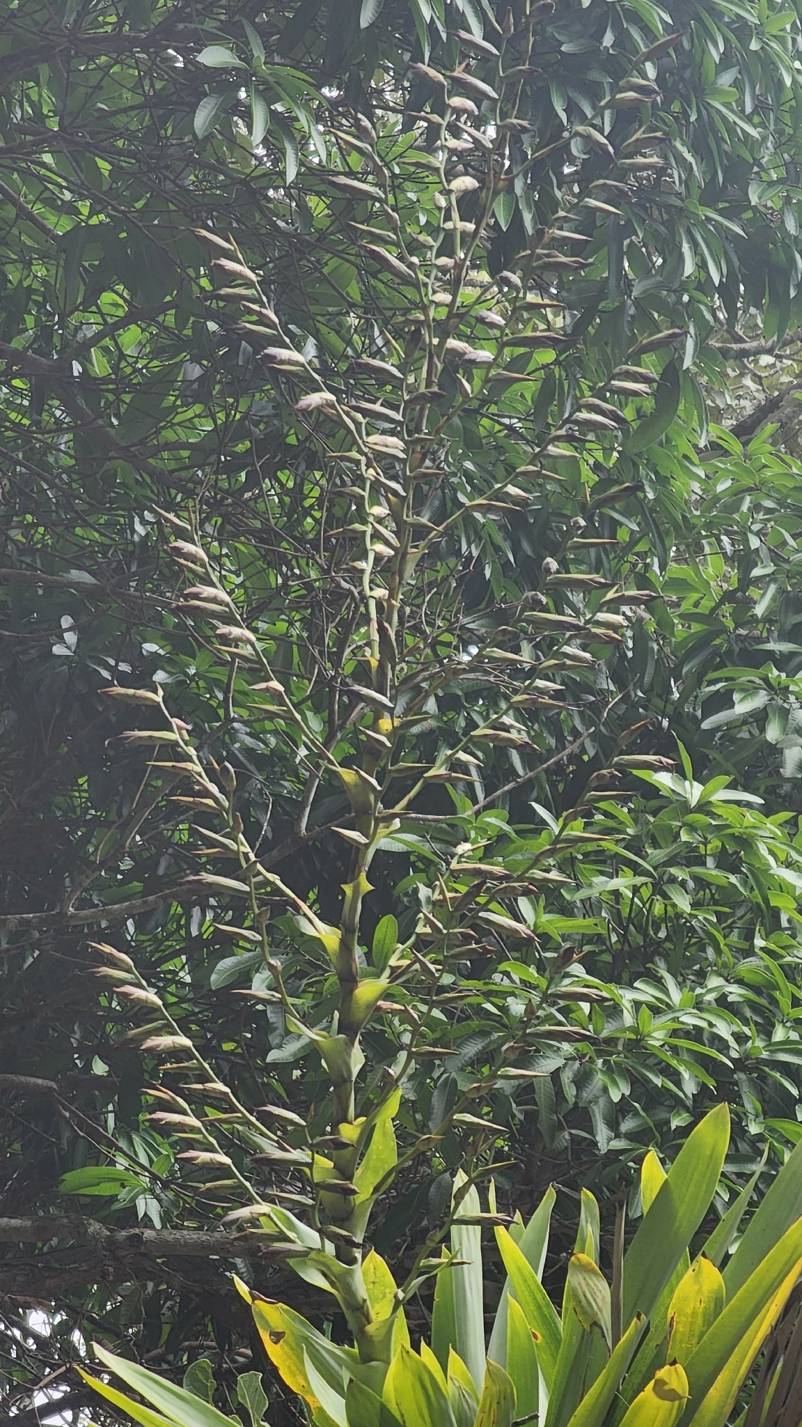 Vriesea gigantea