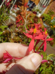 Epidendrum ibaguense