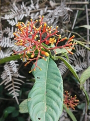 Palicourea thyrsiflora