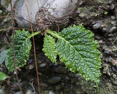 Conandron ramondioides