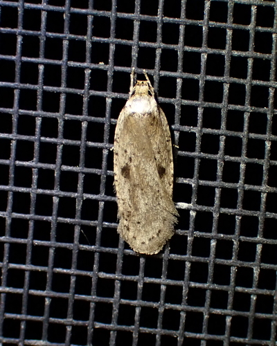Canadian Agonopterix Moth photo 5