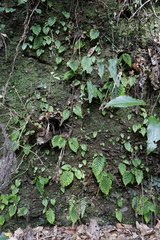 Conandron ramondioides