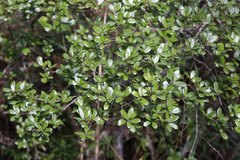 Quercus phillyreoides