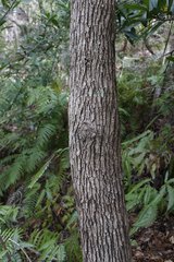 Quercus phillyreoides