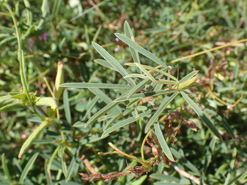Aphyllodium biarticulatum, photograph 4