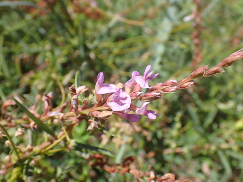 Aphyllodium biarticulatum, photograph 2