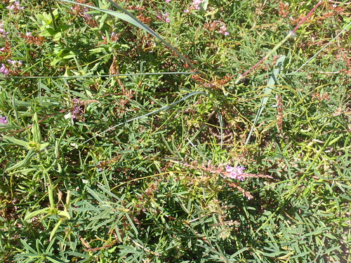 Aphyllodium biarticulatum, photograph 3