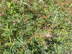 Stuart, CC0, iNaturalist via GBIF Aphyllodium biarticulatum, photograph Stuart, CC0, iNaturalist via GBIF