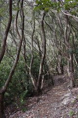 Quercus phillyreoides