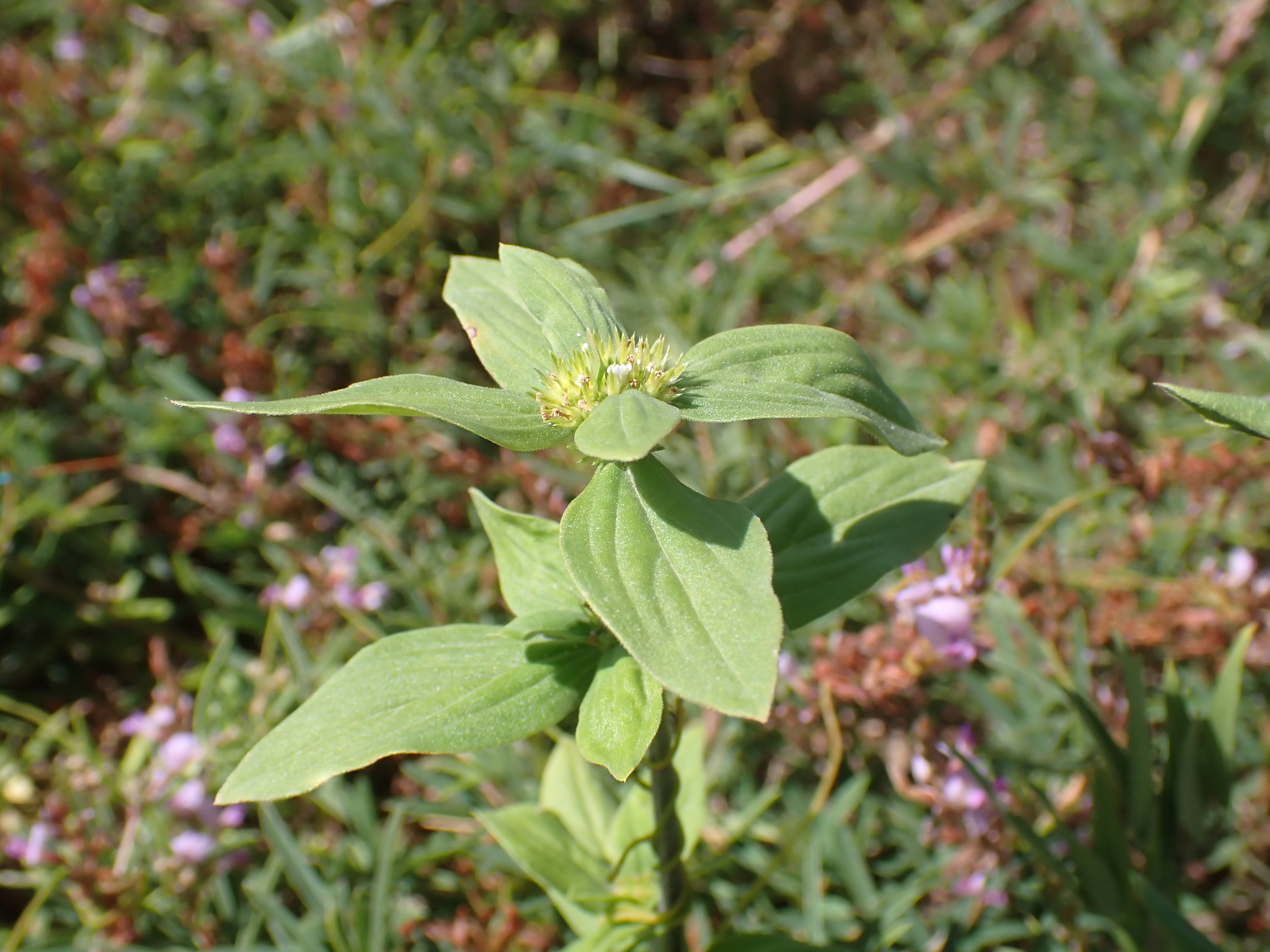 Tropical Girdlepod (Mitracarpus hirtus)