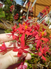 Epidendrum ibaguense