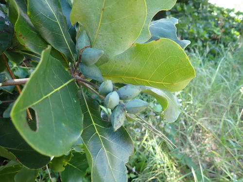 Terminalia arenicola observed 2026-04-04
