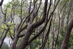 Quercus phillyreoides