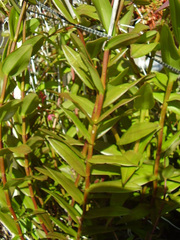 Epidendrum ibaguense